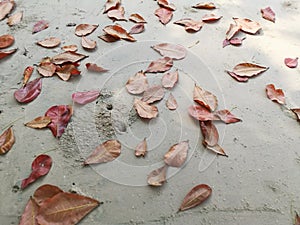 looking down on the dried terminalia catappa leaves on the sandy ground.