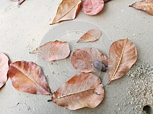 looking down on the dried terminalia catappa leaves on the sandy ground.