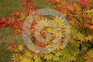 Looking down at green leaves tinged with red and red leaves on an Autumn Moon Japanese Maple tree