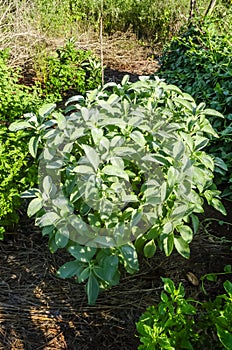 Looking Down on an Indian Coleus Plant Growing In a Garden