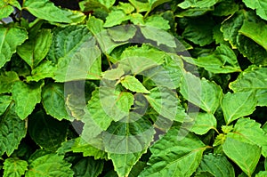 Buscando abajo sobre el El gran planta 