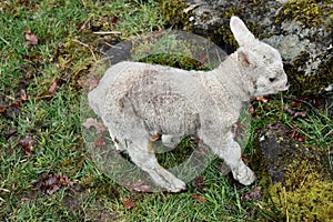 Looking down on lamb