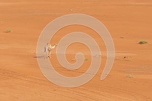 Looking down at a lonely dromedary camel Camelus dromedarius walking across the desert sand in the United Arab Emirates