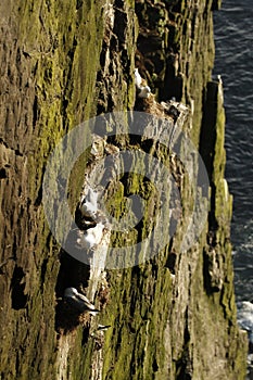 Looking down at Northern Fulmars nesting on a cliff in Iceland