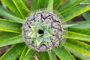 Fresh Pineapple Growing Closeup