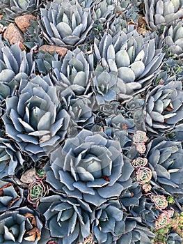 Blue coloured agave, the Parrys Agave