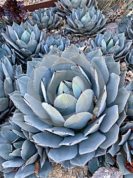 Blue coloured agave, the Parrys Agave