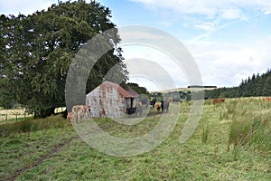 Cows arriving at byre for feeding