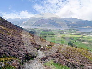 Looking down path through heather