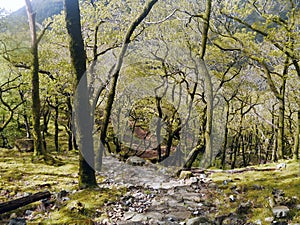 Looking down path through woods