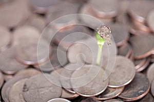 Looking down at a pile of dollar coins a sprout grows