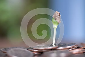 Looking down at a pile of dollar coins a sprout grows