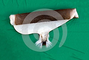 Looking down on a rolled deer hide