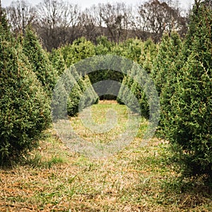 Looking Down a Row of Christmas Trees