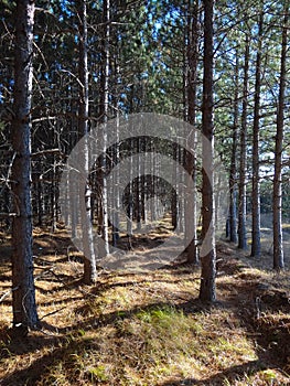 Looking Down Rows of Pines