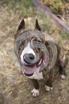 Looking down on a smiling brindle dog