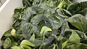 looking down on the stack of fresh green pak choi vegetable