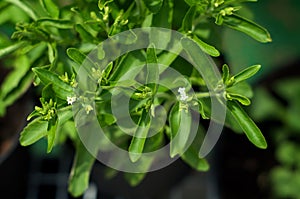 Looking down at stevia plant in bloom photo