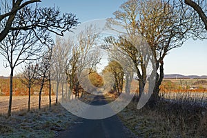 Looking down a straight Scottish Minor Road, with a line of bare trees and Hedgerows in the shadows.