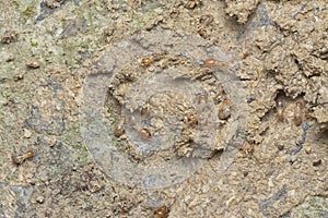 looking down on the tiny termites on the sandy ground