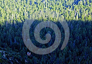 Ponderosa Pine tree forest,Natural Bridge, Bryce Canyon National Park