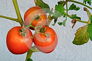 Looking down on tomato plant