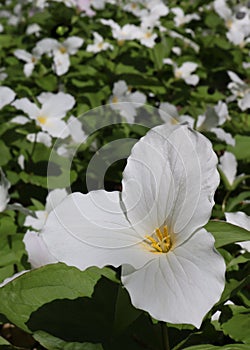 Looking down on Trillium flower the symbol of Ontario and Ohio