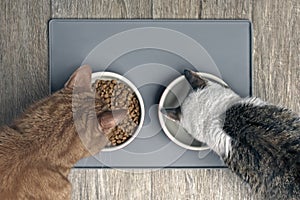 Looking down at two cats eating from a bowl