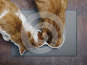 Looking down at two cats eating wet food and crockery from a bowl.