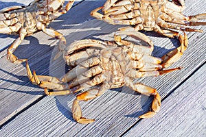 Looking down at the underside of three male Dungeness crabs on a dock photo