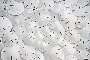 Looking down on a vast array of white sand dollars