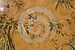 Looking down in the water of the green river