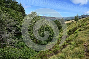 Looking down Whitemoor Clough