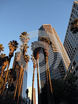 Looking at Downtown LA Buildings and Palm trees