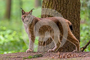 Looking Eurasian Lynx