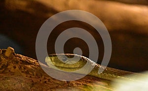 Looking into the Eye of a Green Mamba Snake