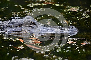 Looking in the Eyes of an Alligator