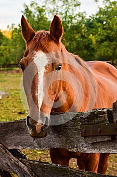 Looking into the Eyes of a Horse