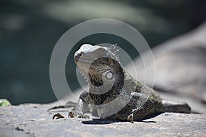 Looking Into the The Eyes of a Large Iguana