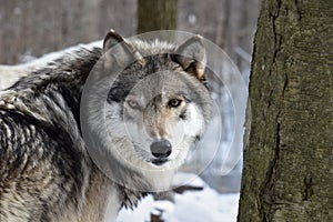 Looking into the eyes of a Timber wolf