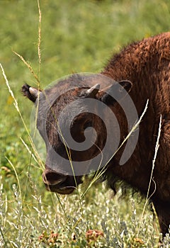 Looking into the Face of a Bison Calf