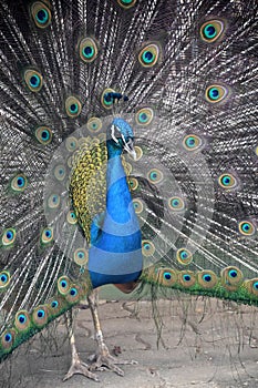 Looking Into the Face of a Blue Peacock