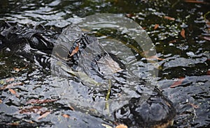 Looking into the Face of a Gator in the Wild