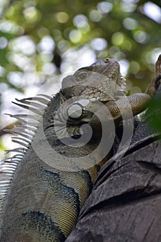 Looking into the Face of an Iguana