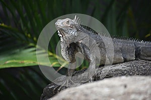 Looking into the Face of a Posing Iguana