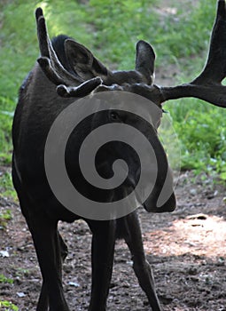 Looking into the Face of a Wild Moose