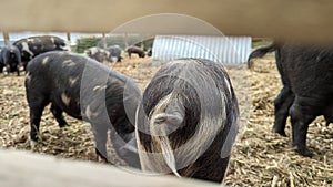 Looking through the fence at Pigs with curly tails hunting for food photo