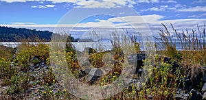 Looking through flowers and grass to Salish Sea. Whiffen Spit photo