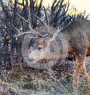 A big senior mule buck deer with a huge rack of antlers in the scrub oak