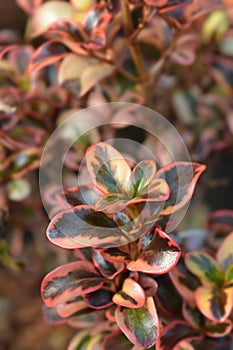 Looking-glass plant Inferno